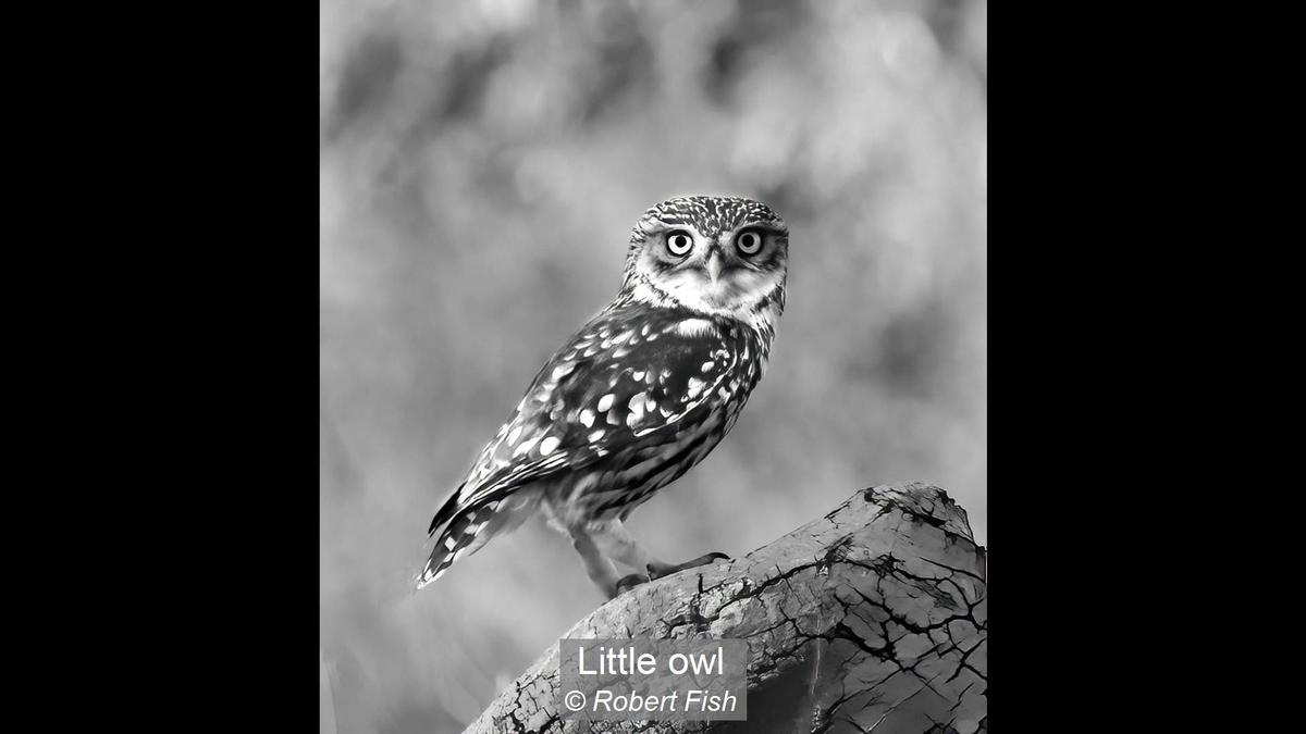 02_Little owl_Robert Fish